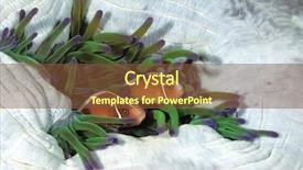  Presentation with pink maroon - Beautiful slides featuring pink anemonefishes in magnificent anemone backdrop and a tawny brown colored foreground