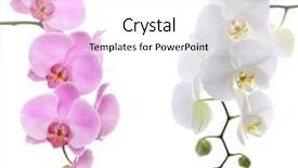  Presentation with pink and white balloons - Cool new theme with pink ans white delicate orchid backdrop and a white colored foreground