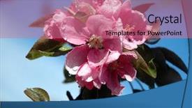  Presentation with rain sky - Colorful presentation enhanced with pink apple blossoms against a blue sky after a spring rain backdrop and a coral colored foreground