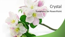  Presentation with tree spring flowers apple flowers - Presentation enhanced with pink apple-tree flowers isolated background and a white colored foreground