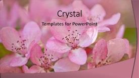  Presentation with light pink - Slides featuring pink apple tree flowers background and a coral colored foreground