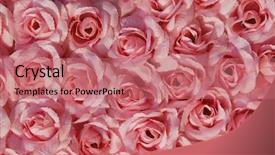  Presentation with singled green pink rose - Presentation theme enhanced with pink artificial rose background natural background and a coral colored foreground