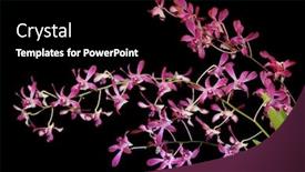  Presentation with pink flowers - PPT theme consisting of back ground - pink ascofinetia orchid flowers isolated background and a black colored foreground