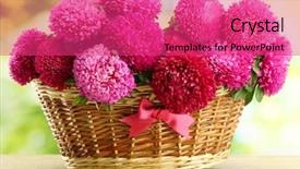  Presentation with pink green - Cool new presentation theme with pink aster flowers in basket on green background backdrop and a red colored foreground