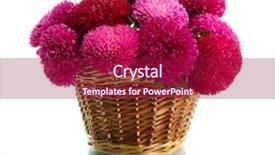  Presentation with blooming lotus flower of pink - Beautiful presentation theme featuring pink aster flowers in basket backdrop and a violet colored foreground