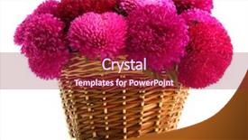  Presentation with pink flowers - Colorful PPT theme enhanced with pink aster flowers in basket backdrop and a violet colored foreground