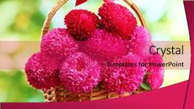  Presentation with pink green - Slide deck consisting of pink aster flowers in basket on green background background and a red colored foreground
