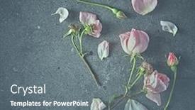  Presentation with pink roses - Amazing slide deck having pink-autumn-roses-on-dark backdrop and a gray colored foreground