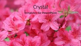  Presentation with azalea - Theme enhanced with pink azalea background background and a coral colored foreground