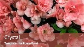  Presentation with azalea - Cool new presentation theme with pink azalea flowerpots for sale in flower shop backdrop and a red colored foreground