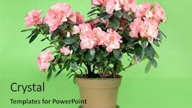  Presentation with azalea - Audience pleasing PPT layouts consisting of pink azalea flowers in pot over light green background backdrop and a seafoam green colored foreground