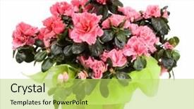  Presentation with azalea - PPT theme with pink azalea in green decorative background and a yellow colored foreground
