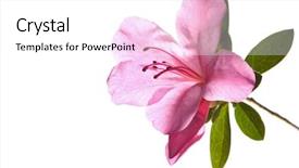  Presentation with azalea - Audience pleasing presentation theme consisting of pink 'azalea' lit from behind backdrop and a white colored foreground