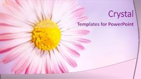  Presentation with mother floral - Cool new theme with pink background abstract floral border backdrop and a sky blue colored foreground