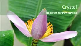  Presentation with banana - PPT theme featuring pink banana flower with shallow background and a forest green colored foreground