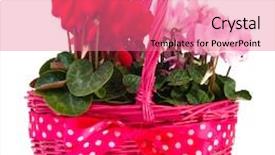  Presentation with pink ribbon - Presentation with pink basket with dotted ribbon and colorful cyclamen background and a coral colored foreground