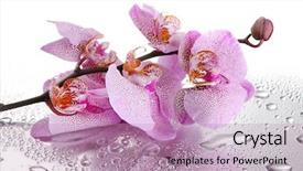  Presentation with beautiful orchid flowers - Presentation theme consisting of pink beautiful orchids with drops background and a coral colored foreground