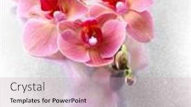  Presentation with orchids - 
