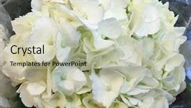  Presentation with market - Audience pleasing PPT theme consisting of pink black - bouquets of hydrangeas backdrop and a mint green colored foreground