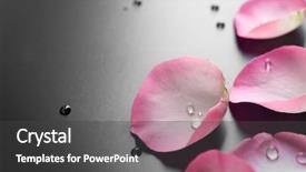  Presentation with pink rose - PPT layouts with pink black - fresh rose petals background and a dark gray colored foreground