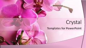  Presentation with flower border - Audience pleasing slide deck consisting of pink black - orchid flower border design backdrop and a lemonade colored foreground