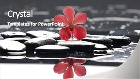  Presentation with orchid - Presentation theme having pink black - still life with macro background and a dark gray colored foreground