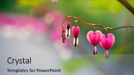  Presentation with pink heart illustrations - PPT theme having pink bleeding heart flower hanging background and a light gray colored foreground