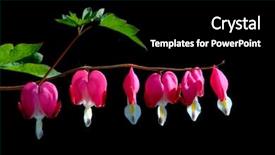  Presentation with heart flowers - Audience pleasing slide deck consisting of pink bleeding heart flowers backdrop and a black colored foreground
