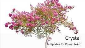  Presentation with pink white - PPT theme with flowering trees - pink blooming tree isolated background and a white colored foreground