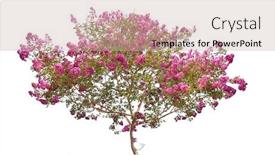  Presentation with pink white - Amazing PPT layouts having pink-blooming-tree-isolated backdrop and a  colored foreground