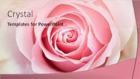  Presentation with bud - Audience pleasing slide deck consisting of pink-blossom-rose-bud-close backdrop and a lemonade colored foreground