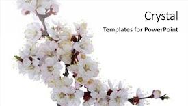  Presentation with pink white - Presentation theme featuring pink blossoms isolated on white background and a  colored foreground