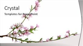  Presentation with pink white - Slide set enhanced with pink blossoms isolated on white background and a white colored foreground