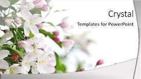  Presentation with apple flower - PPT theme with pink blossoms on apple background and a white colored foreground