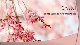  Presentation with japanese cherry blossom - Presentation design with pink bokeh background shallow depth background and a lemonade colored foreground