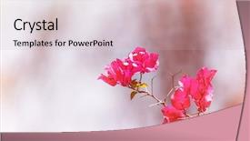  Presentation with leaks - Audience pleasing slides consisting of pink bougainvillea flowers in sunlight backdrop and a soft green colored foreground