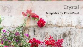  Presentation with bougainvillea - Amazing PPT theme having pink-bougainvillea-flowers-on-old backdrop and a lemonade colored foreground