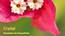  Presentation with bougainvillea - Presentation theme with pink-bougainvillea-flowers background and a tawny brown colored foreground