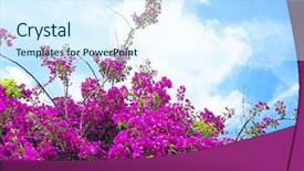  Presentation with bougainvillea - Cool new presentation theme with pink bougainvillea flowers backdrop and a sky blue colored foreground