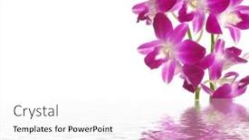  Presentation with bloom - Presentation design consisting of pink-branch-orchid-flower-bloom background and a white colored foreground
