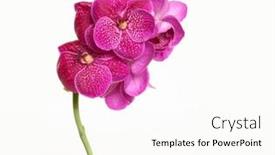  Presentation with bloom - PPT layouts consisting of pink-branch-orchid-flower-bloom background and a cream colored foreground