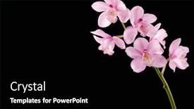  Presentation with pink black - Presentation design featuring pink branch orchid background and a black colored foreground