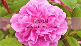  Presentation with bud - PPT layouts with pink bud of rose bush close-up shot background and a lilac colored foreground