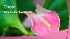  Presentation with lily flower - PPT theme with yellow calla lilies red - pink cala lily flower maco background and a forest green colored foreground