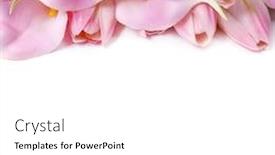  Presentation with calla - Beautiful slide deck featuring pink-calla-lilies-and-pink backdrop and a white colored foreground