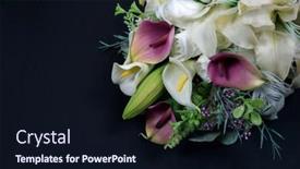  Presentation with calla - Colorful presentation design enhanced with pink-calla-lilies-and-rose backdrop and a wine colored foreground