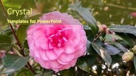  Presentation with pink flowers - Beautiful presentation design featuring pink-camellia-flowers backdrop and a tawny brown colored foreground