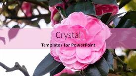  Presentation with pink flowers - Cool new presentation design with pink-camellia-flowers backdrop and a coral colored foreground