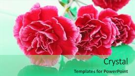  Presentation with pink green - Amazing slides having pink-carnation-bouquet-on-green backdrop and a seafoam green colored foreground