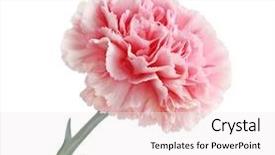  Presentation with pink white - Cool new presentation theme with pink carnation flower head isolated on white background backdrop and a white colored foreground